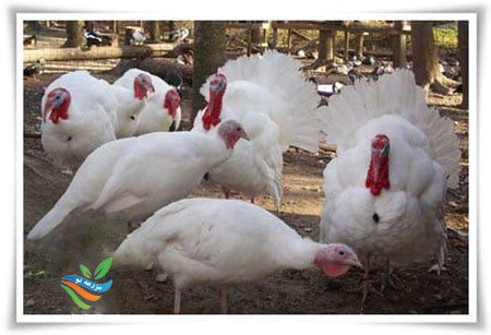 پرورش بوقلمون گوشتی