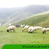 حذف گوسفند های غیر اقتصادی از گله