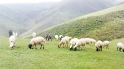 حذف گوسفند های غیر اقتصادی از گله