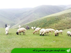 حذف گوسفند های غیر اقتصادی از گله