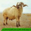 وضعیت پرورش گوسفند داشتی و مرتعی (بلوچی) در استان یزد