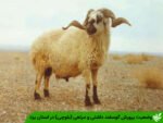 وضعیت پرورش گوسفند داشتی و مرتعی (بلوچی) در استان یزد