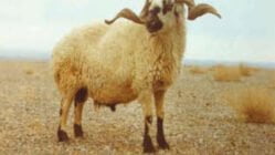 وضعیت پرورش گوسفند داشتی و مرتعی (بلوچی) در استان یزد