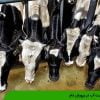 اهمیت آب در پرورش دام