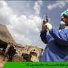 معرفی انواع واکسن و برنامه واکسیناسیون دام