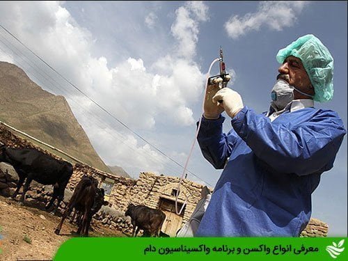معرفی انواع واکسن و برنامه واکسیناسیون دام