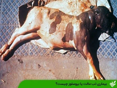 بیماری تب مالت یا بروسلوز چیست؟