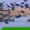 نکات پیشگیری از آنفلوآنزای پرندگان ویژه ساکنین حاشیه تالاب ها