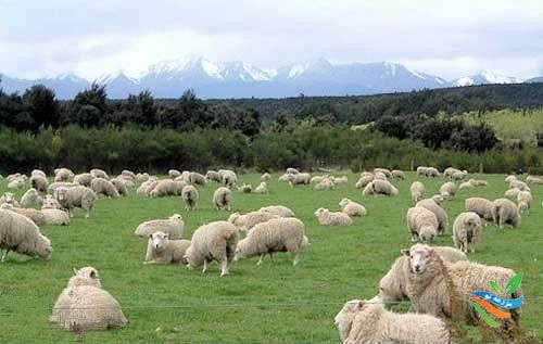 حذف گوسفندهای غیر اقتصادی از گله