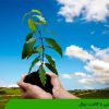 آشنایی با کاشت نهال