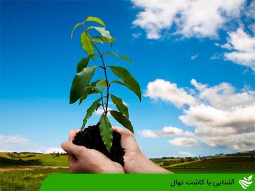 آشنایی با کاشت نهال