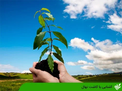 آشنایی با کاشت نهال