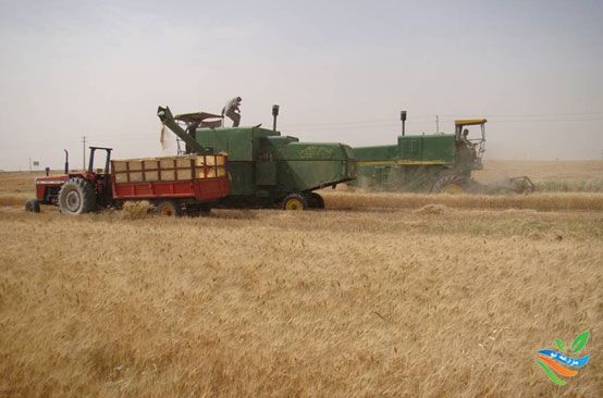 کاهش ضایعات گندم