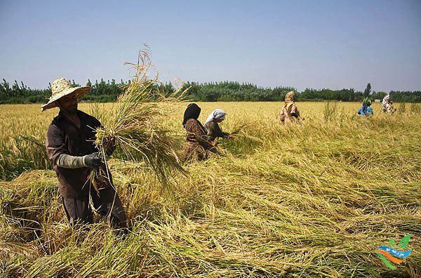 کاهش ضایعات گندم