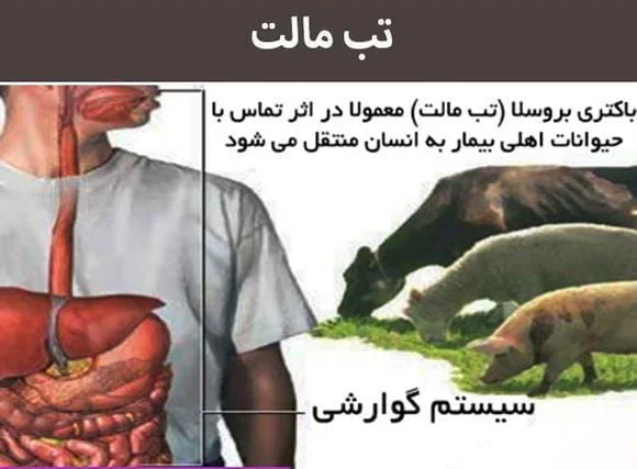 تب مالت چگونه به انسان و حیوانات منتقل می شود