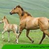 شناخت بیماری مشمشه در انسان و دام