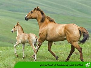شناخت بیماری مشمشه در انسان و دام