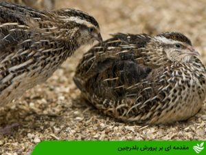 مقدمه ای بر پرورش بلدرچین