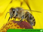 بیماری نوزما زنبور عسل را بشناسیم