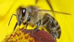 بیماری نوزما زنبور عسل را بشناسیم