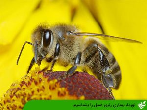 بیماری نوزما زنبور عسل را بشناسیم