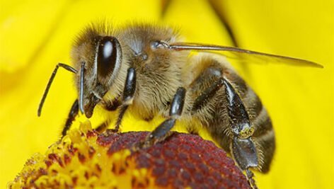 بیماری نوزما زنبور عسل را بشناسیم