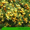 شناخت بیماری نماتد مرکبات
