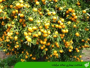 شناخت بیماری نماتد مرکبات