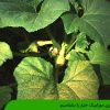 بیماری موزاییک خیار را بشناسیم