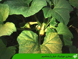 بیماری موزاییک خیار را بشناسیم