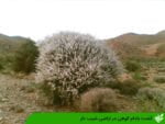 کشت بادام کوهی در اراضی شیب دار