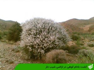 کشت بادام کوهی در اراضی شیب دار