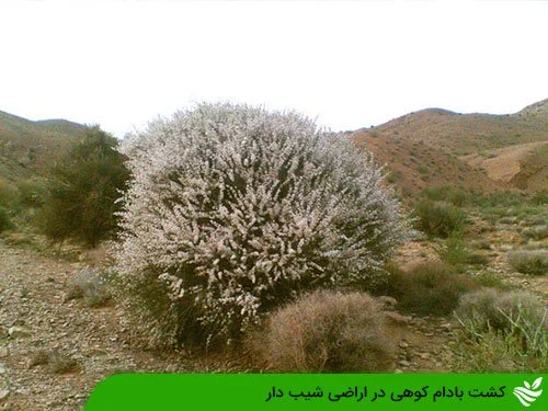 کشت بادام کوهی در اراضی شیب دار
