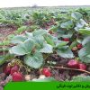پرورش و تکثیر توت فرنگی