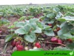 پرورش و تکثیر توت فرنگی