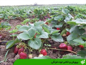پرورش و تکثیر توت فرنگی