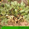بادام زمینی در استان گیلان