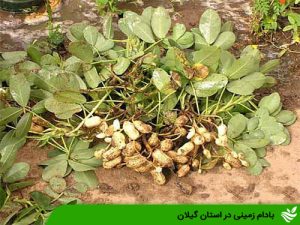 بادام زمینی در استان گیلان