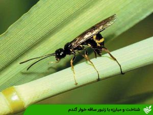 شناخت و مبارزه با زنبور ساقه خوار گندم