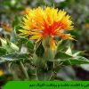 آشنایی با کاشت، داشت و برداشت گلرنگ دیم