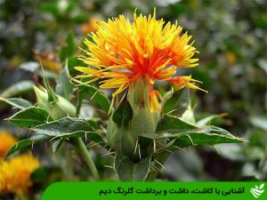 آشنایی با کاشت، داشت و برداشت گلرنگ دیم