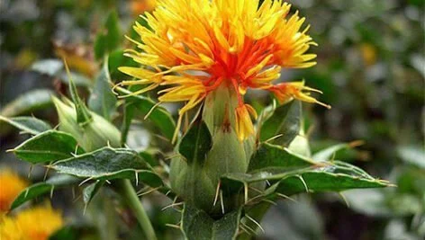 آشنایی با کاشت، داشت و برداشت گلرنگ دیم