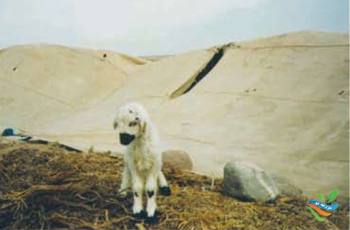 وضعیت پرورش گوسفند داشتی و مرتعی ( بلوچی ) در استان یزد