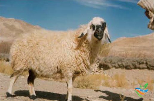 وضعیت پرورش گوسفند داشتی و مرتعی ( بلوچی ) در استان یزد