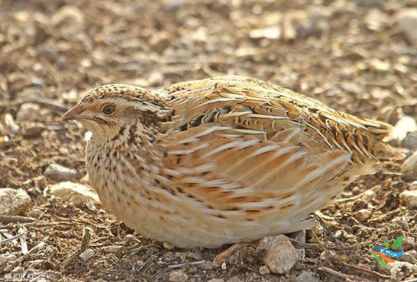 مقدمه ای بر پرورش بلدرچین