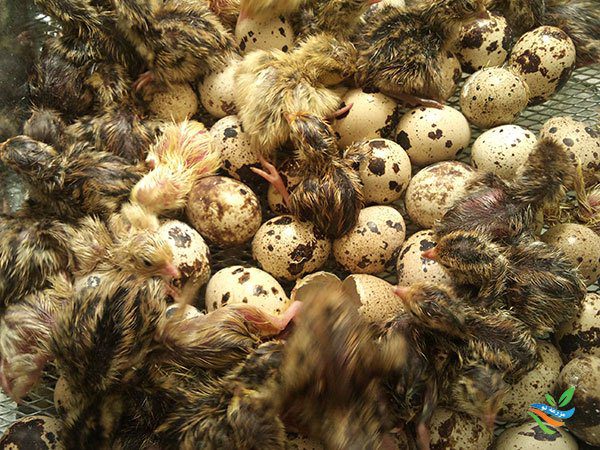 مقدمه ای بر پرورش بلدرچین
