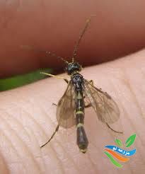 زنبور ساقه خوار گندم