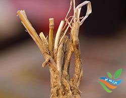 زنبور ساقه خوار گندم