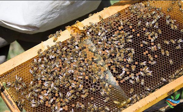 نوزما، بیماری زنبور عسل
