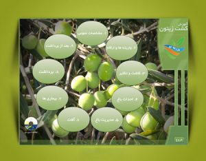 برنامه تحت ویندوز آموزش ۰ تا ۱۰۰ کاشت تا برداشت زیتون